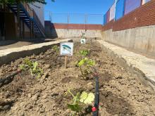 CEIP Cervantes 2025 Huerto escolar